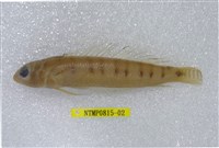 藏品(多橫斑擬鱸)的圖片